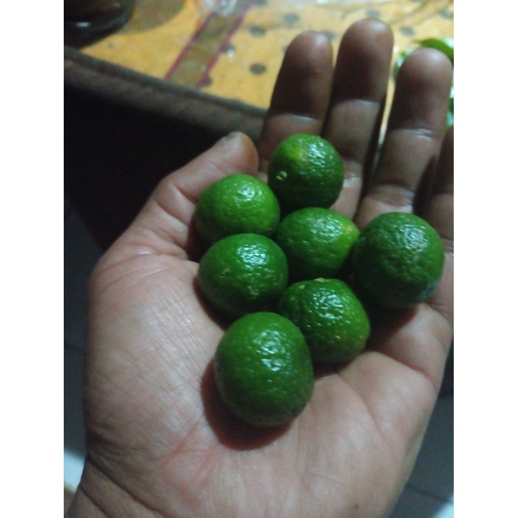 

jeruk purut wangi cocok untuk masakan fresh