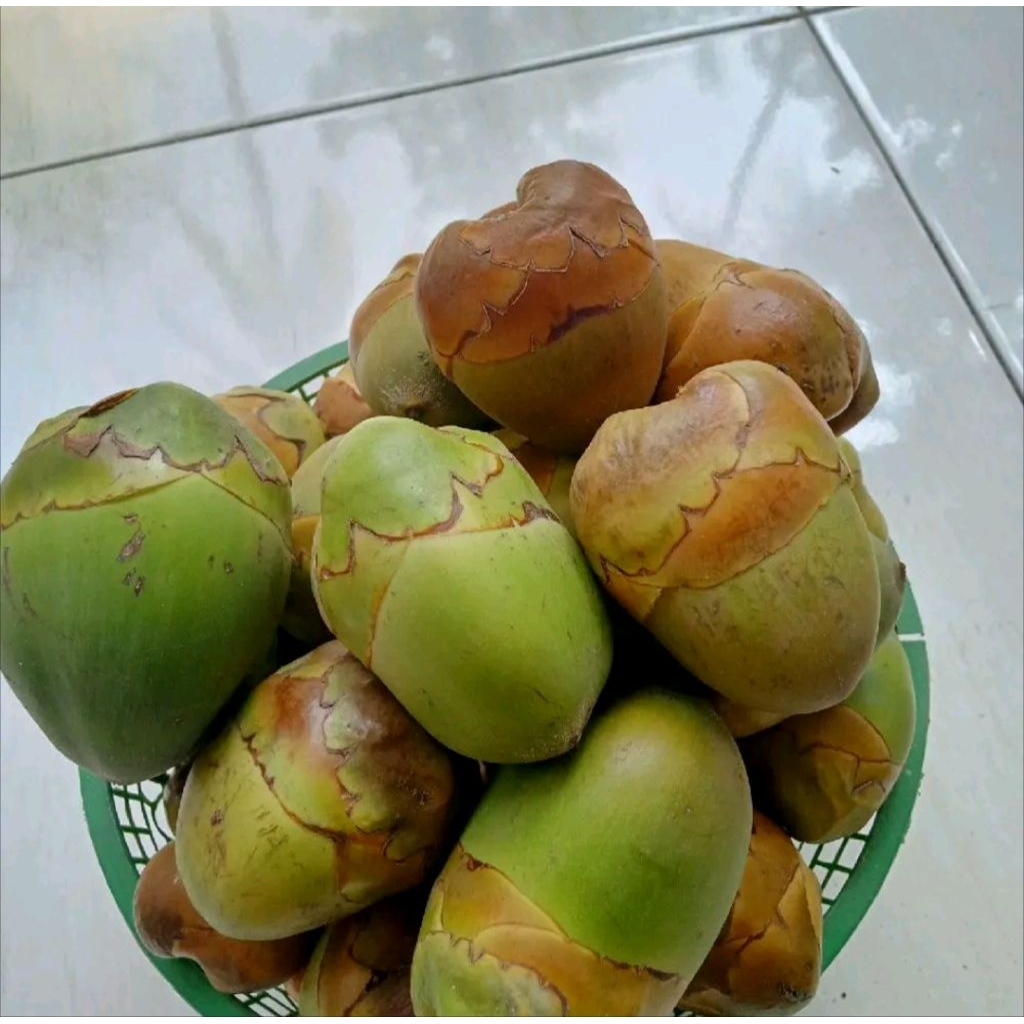

TEMBULUK / BLULUK KELAPA MINI FRESH ISI 10 BUAH