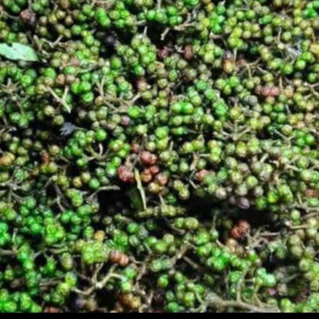 

Andaliman Segar,Asli Asal Raya Simalungun Khas Medan 250 gr