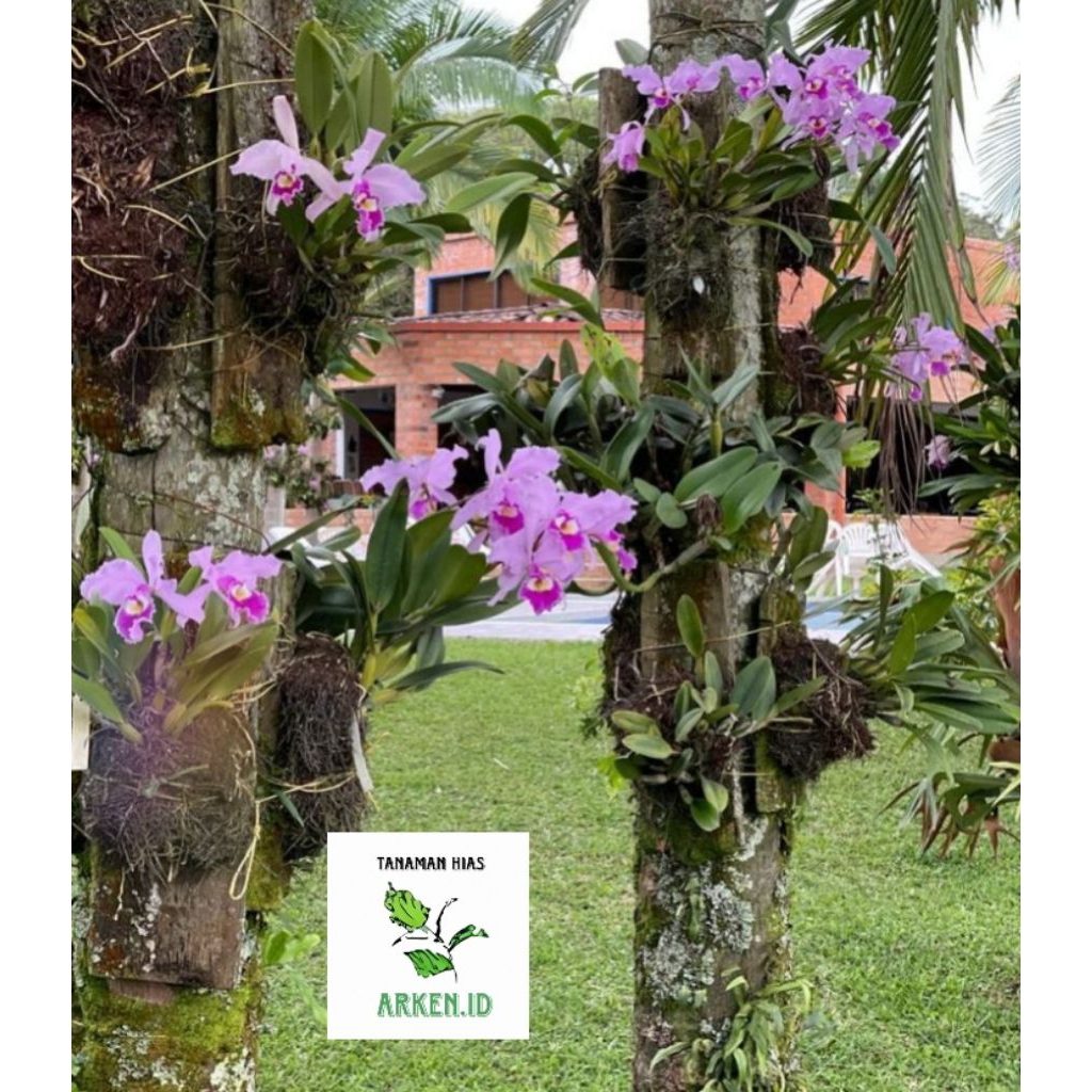 Dendrobium nindii seedling besar