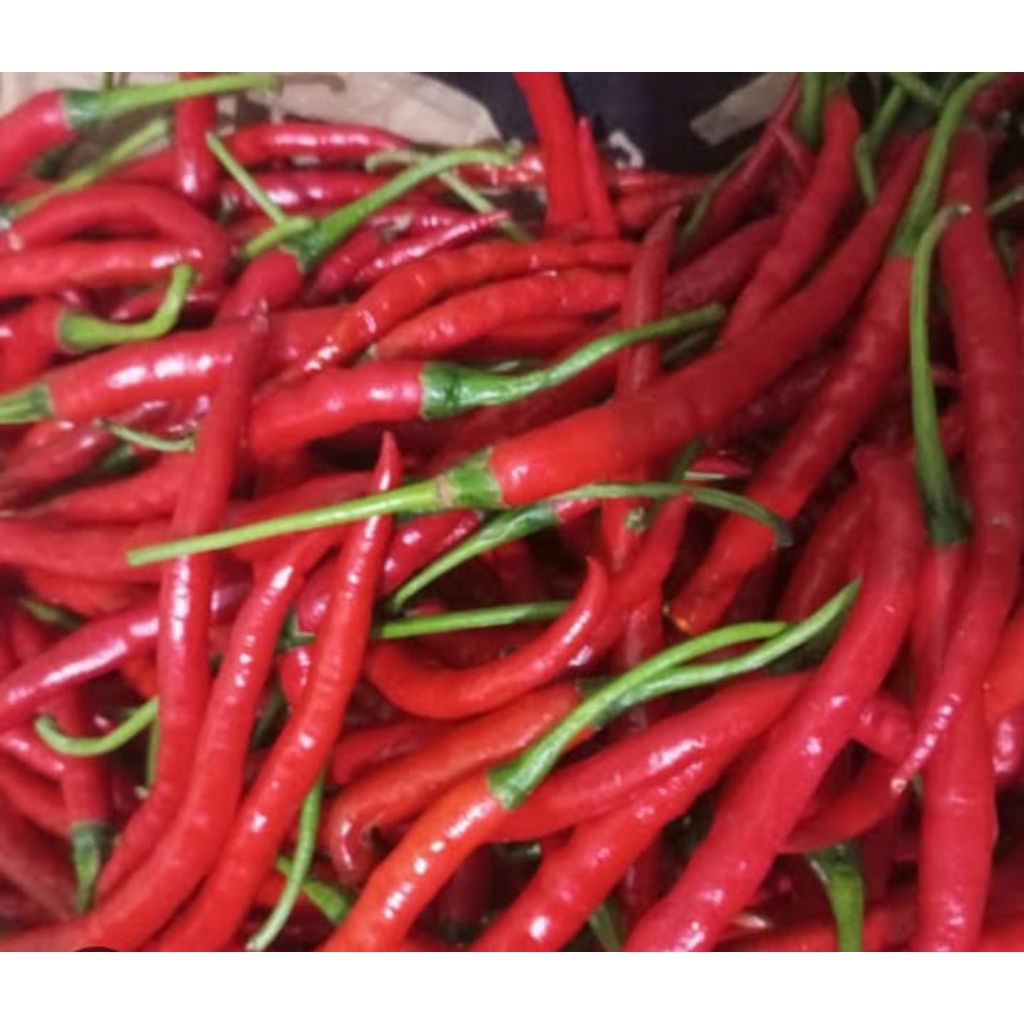 

keriting merah super premium