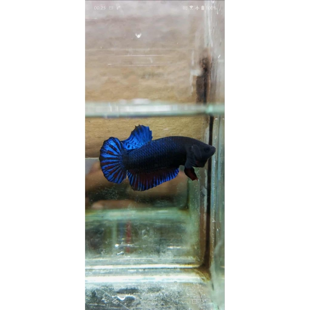 cupang aduan medan ganas