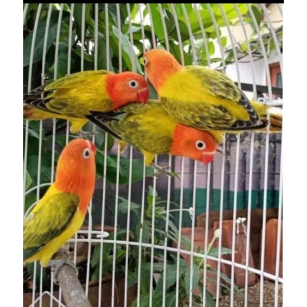 Burung Lovebird biola Ewing gold sepasang
