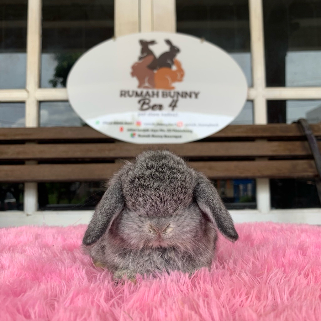 kelinci holland lop jantan 2