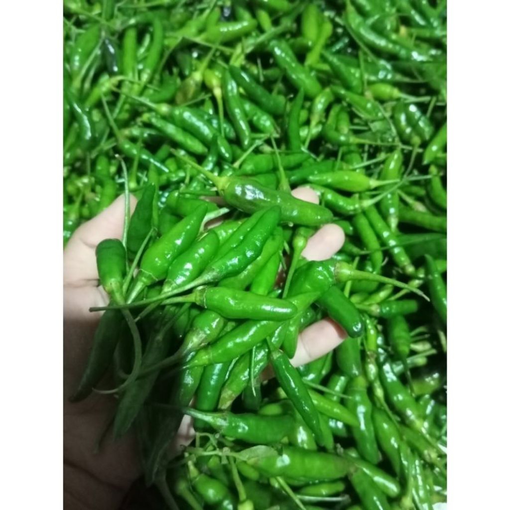 

Cabai Rawit Hijau