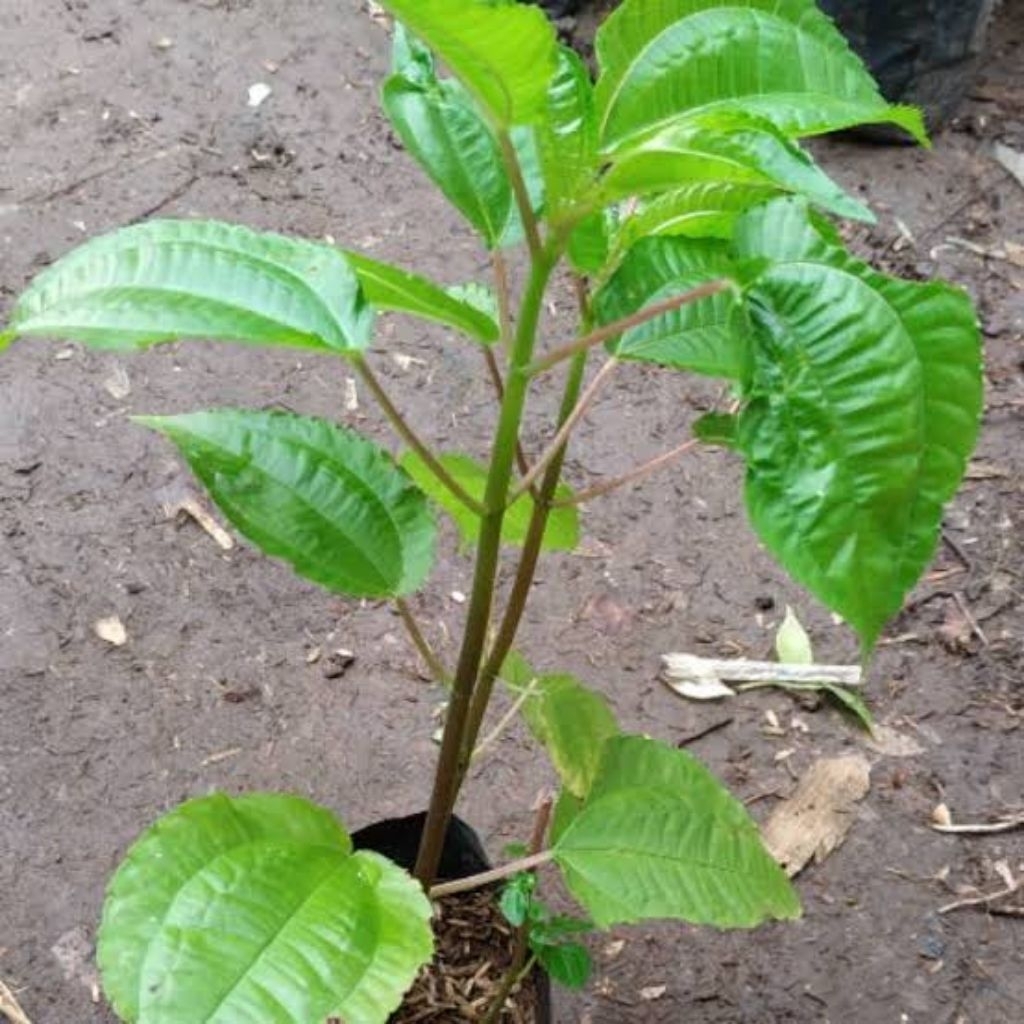 

lalapan daun pohpohan segar