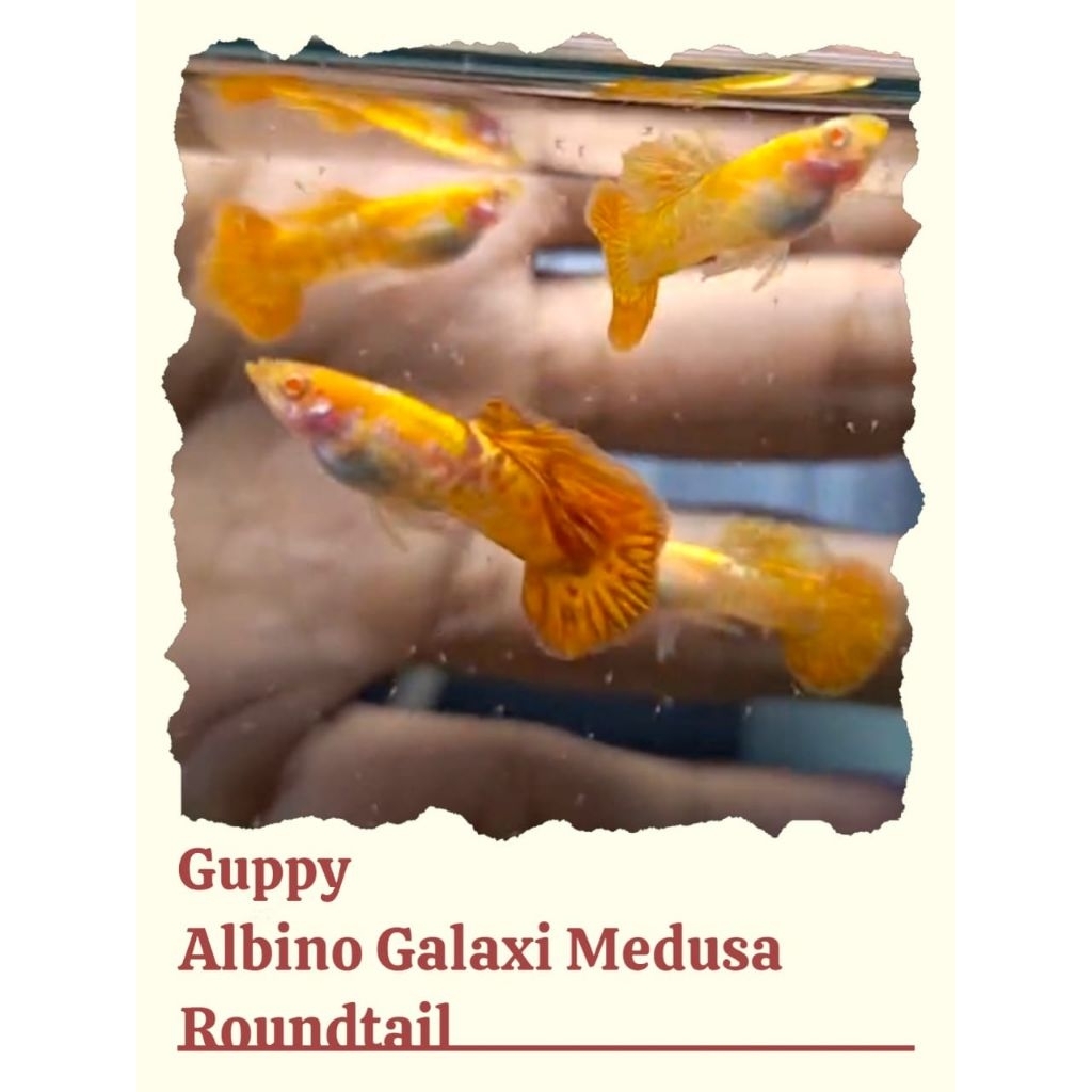 hiasan aquarium Guppy Albino Galaxi Medusa Roundtail Premium | Guppy Hias Berkualitas | Ka3 Store
