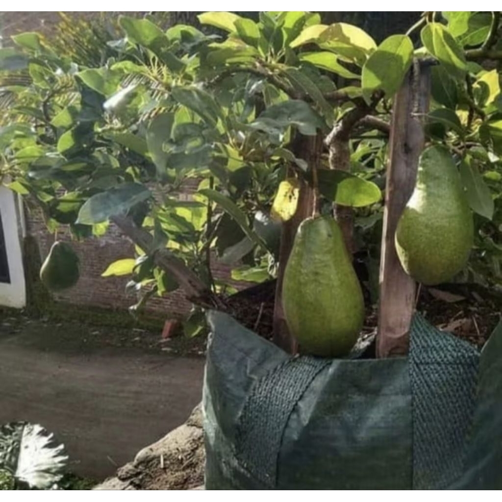 Bibit Pohon Alpokat miki Jumbo|Apokat miki Okulasi|TERLARIS