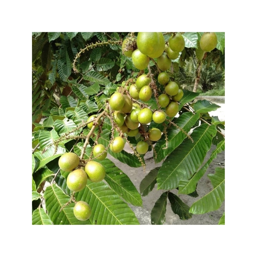 Buah Matoa 1 Kg