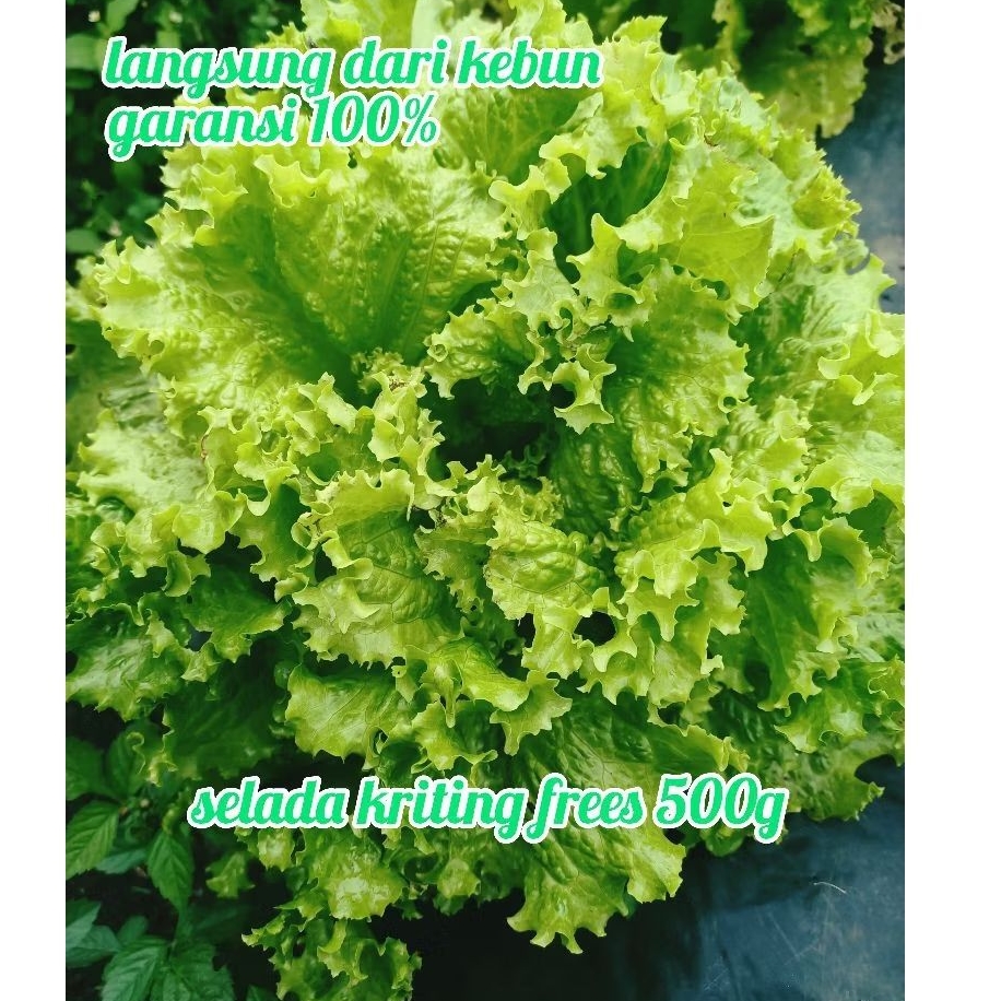 

selada kriting frees langsung dari kebun