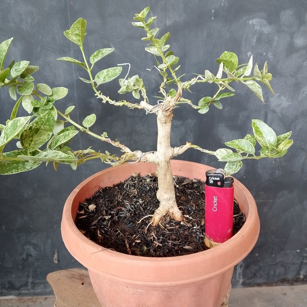 Bahan bonsai sancang varigata