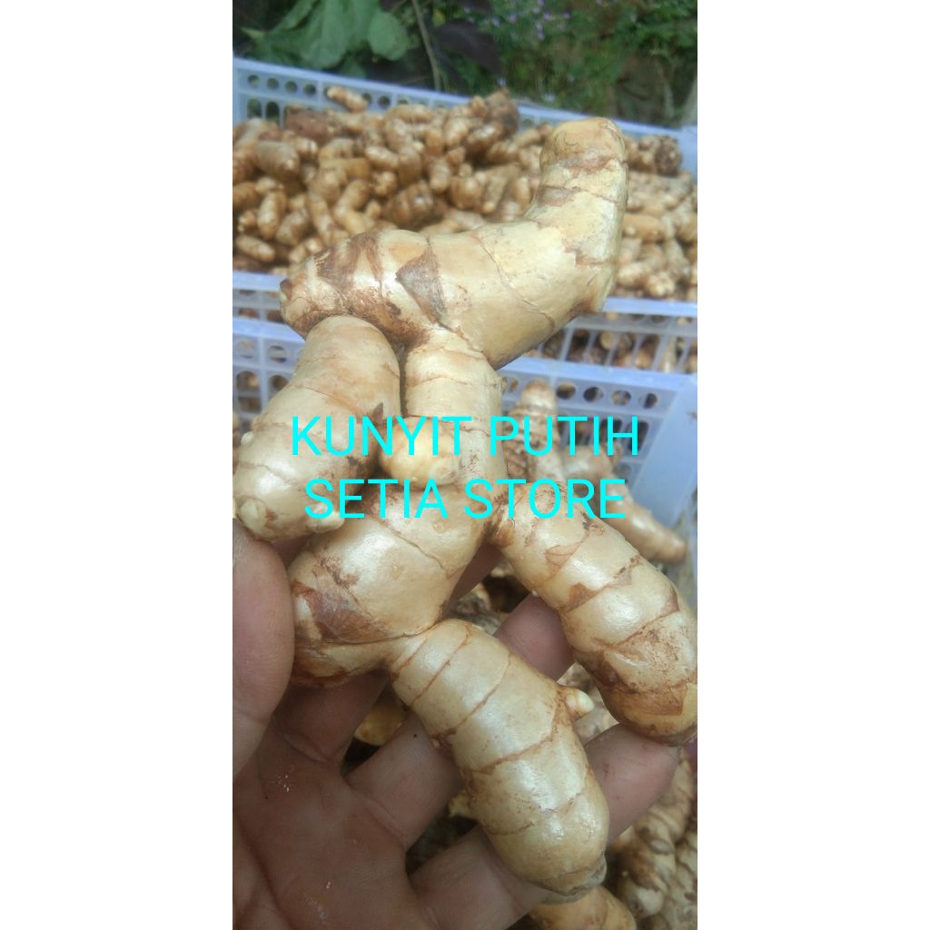 

KUNYIT PUTIH SEGAR HERBAL/500gram"Setia Store