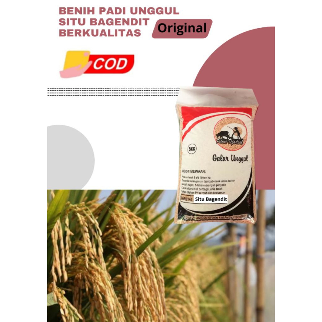 Benih Padi Unggul Situ Bagendit Original Kemasan 5 Kg