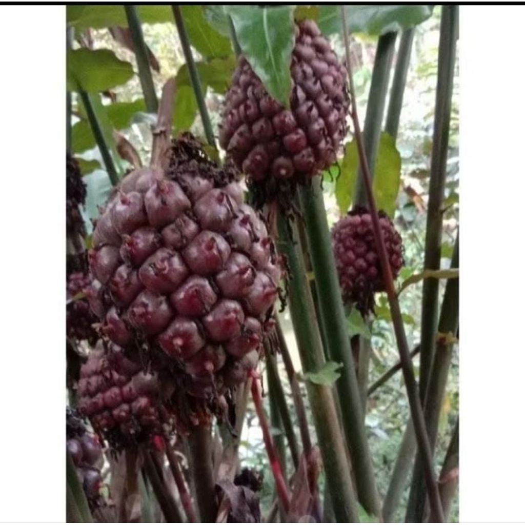 

buah honje laka-buah kecombrang merah 1kg COD