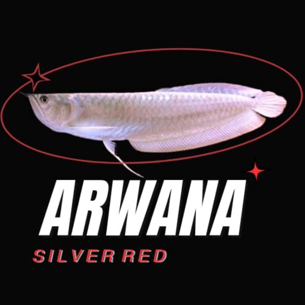 MAGGOT PAKAN IKAN ARWANA