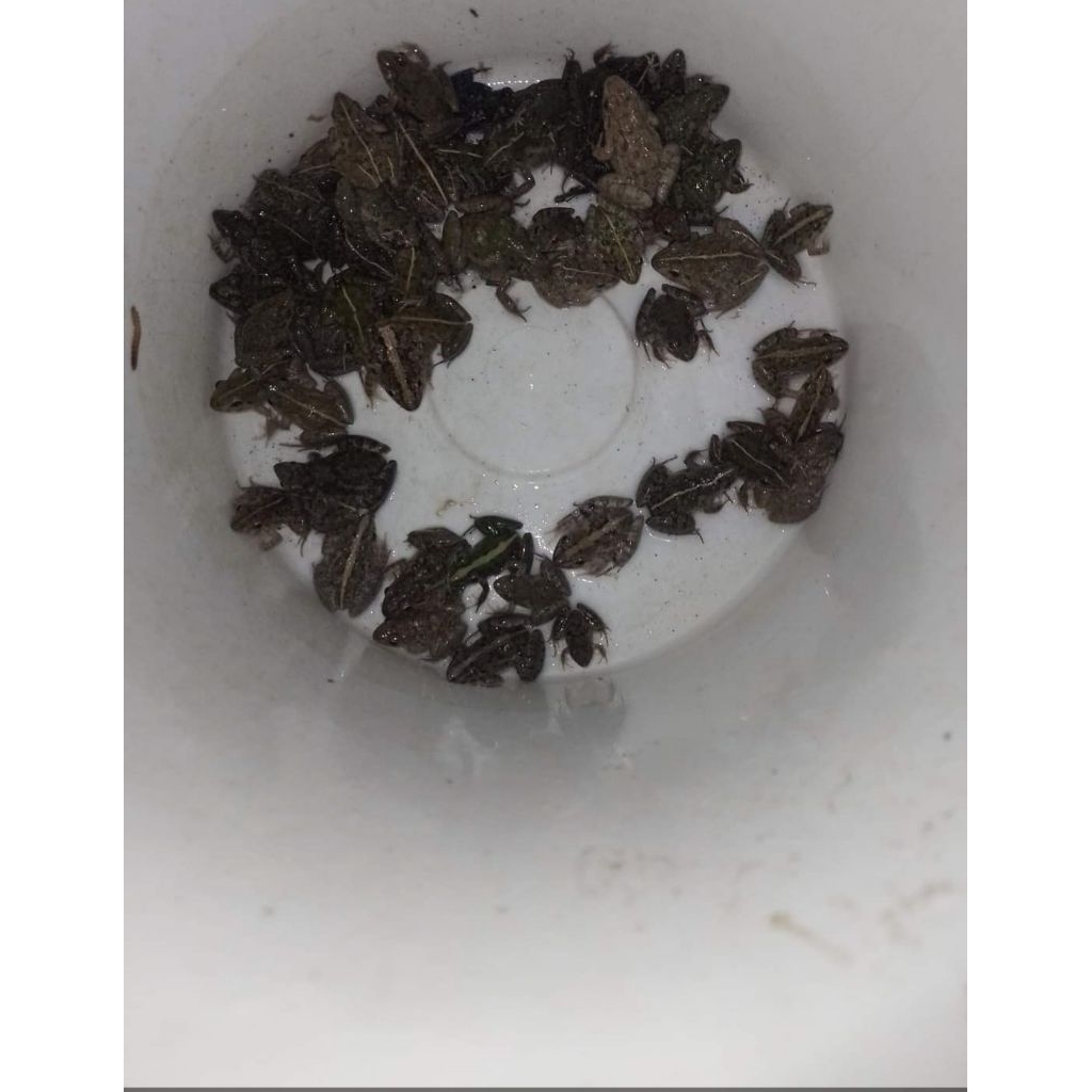 (TERMURAH )katak sawah