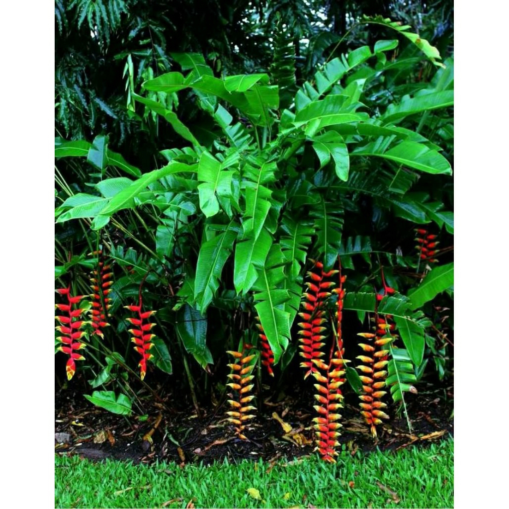 tanaman hias pisang heliconia rostrata