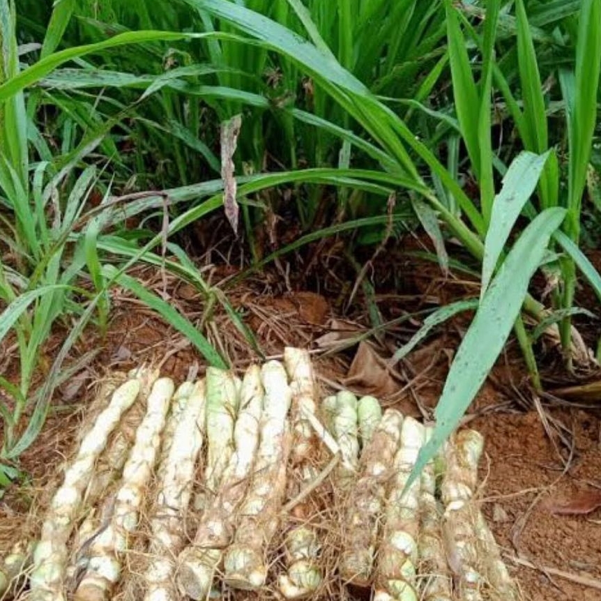 

batang rumput odot 3 batang segar siap kirim