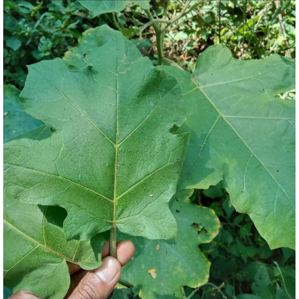 

daun takokak segar/cepokak 400g