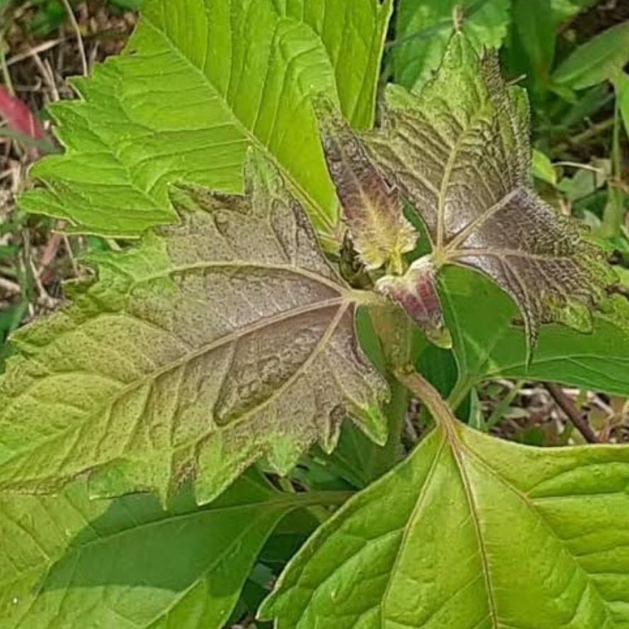 

daun balakacida atau kirinyuh per500g siap kirim