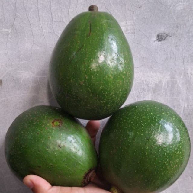 Buah Alpukat Miki