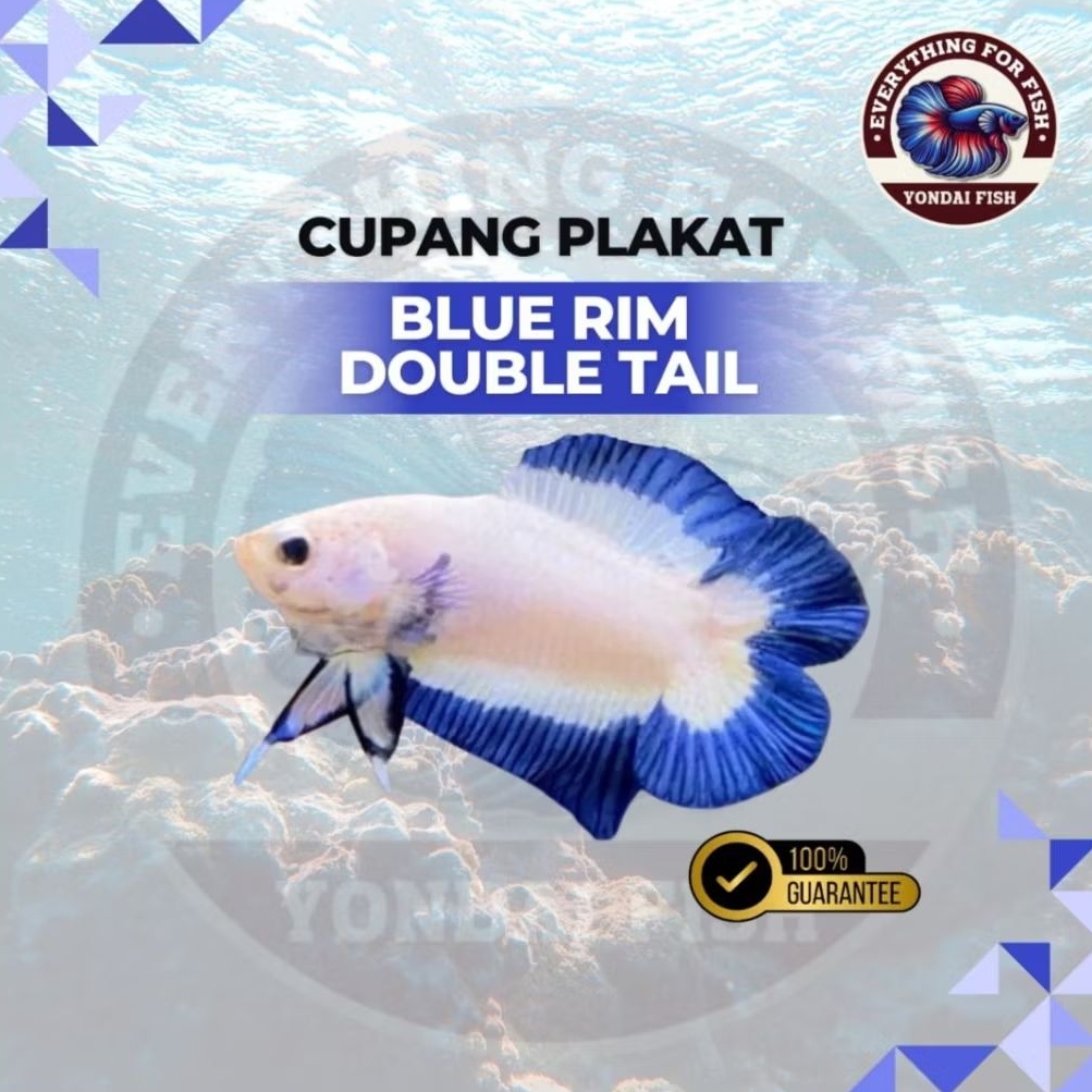 [TOP] Plakat Blue Rim Double Tail | DOUBLE TAIL | TOP GRADE | BLUE RIM