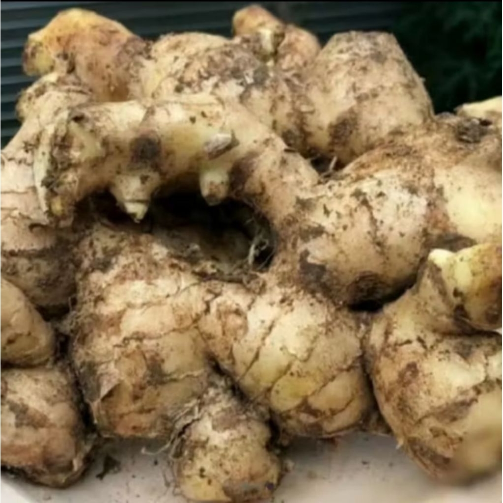 Jahe Gajah/Jahe putih besar/1kg