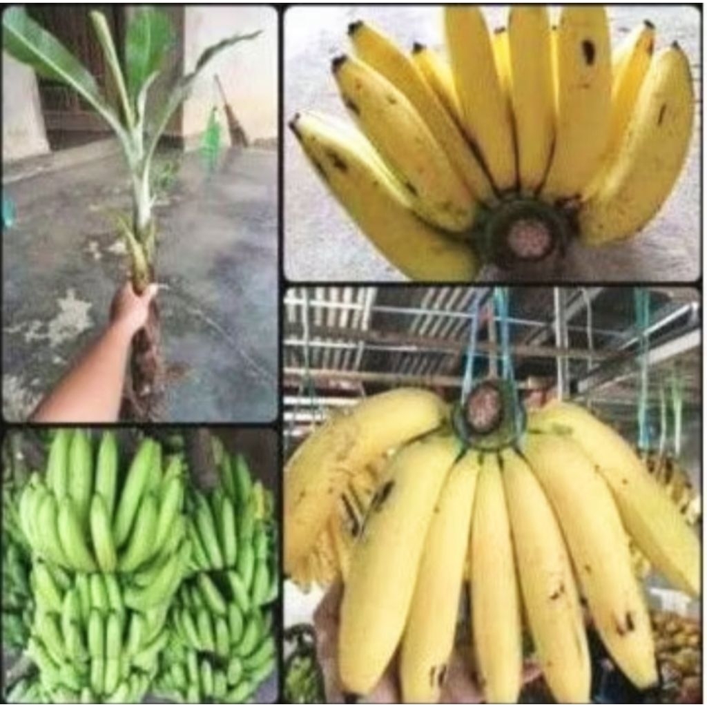 BIBIT PISANG AMBON SUPER