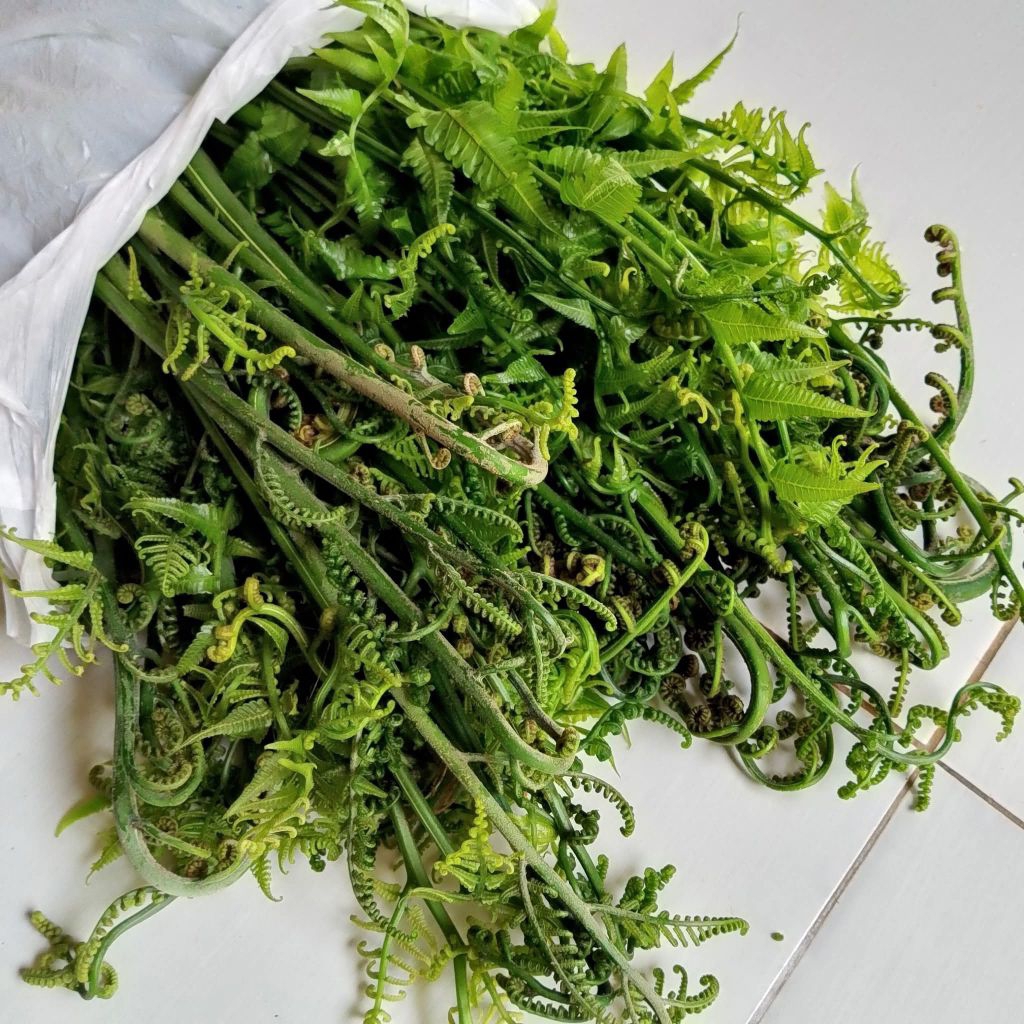

Sayur Pakis Fresh Langsung dari Kebun - 500 g