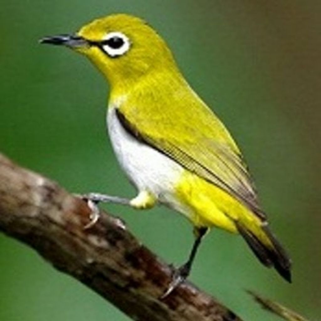 kicauan pleci auriventer(auri) jantan riwikan