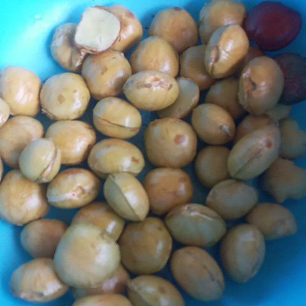 

Jengkol tua kupas Super 1kg