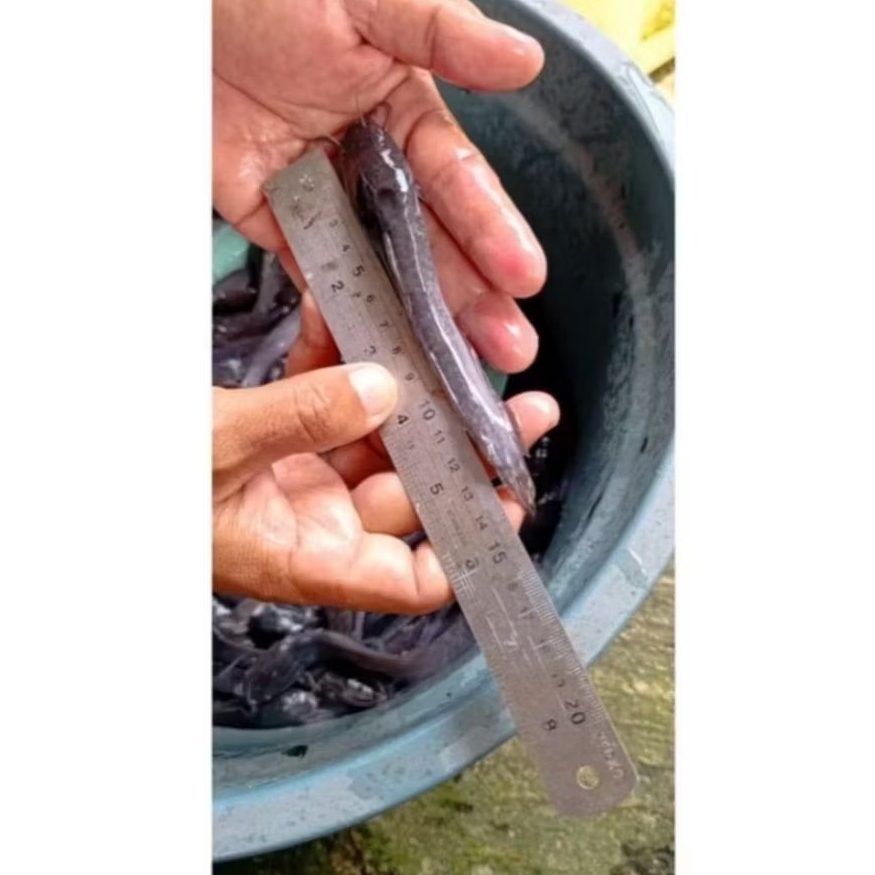 BIBIT LELE SANGKURIANG SIZE 14-15 CM [ISI 20 EKOR]