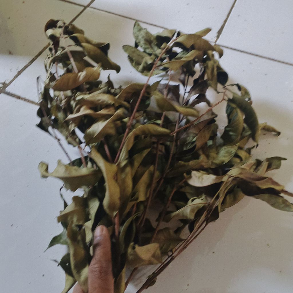 

Daun salam kering (1000 lembar) bumbu masak/ obat herbal