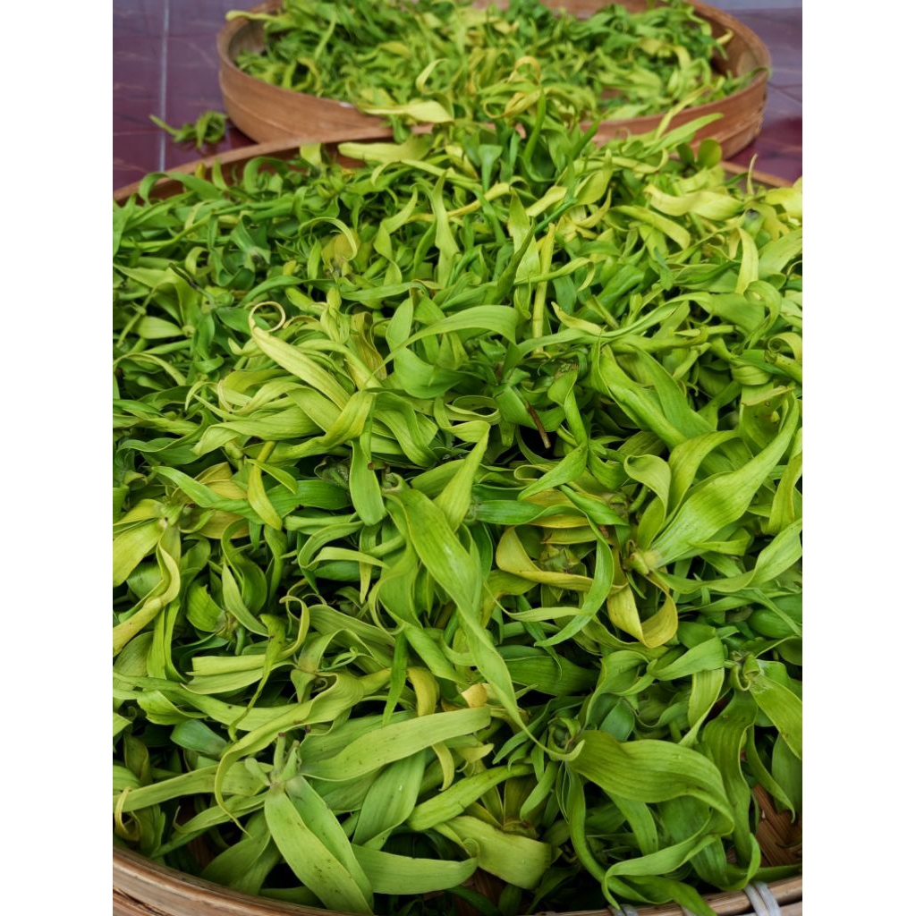 

bunga tabur, kenanga segar 250gr- 500gr-1kg