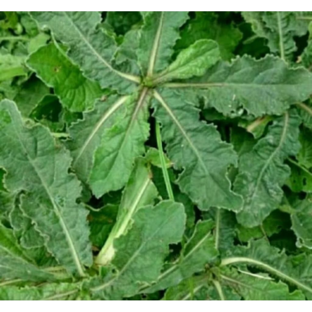 

daun tapak liman beserta akarnya 15 batang