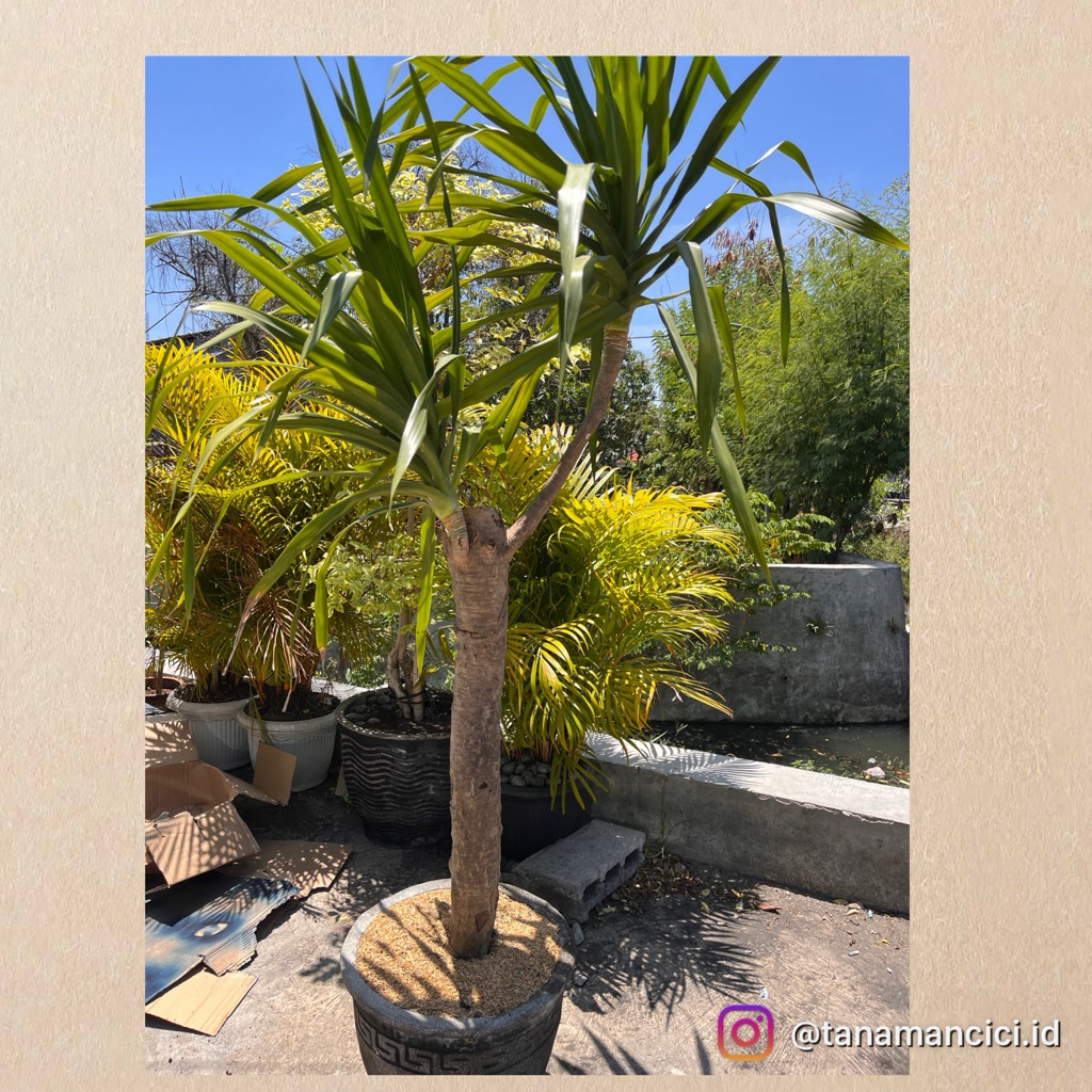 tanaman indoor pandan bali besar on polibag