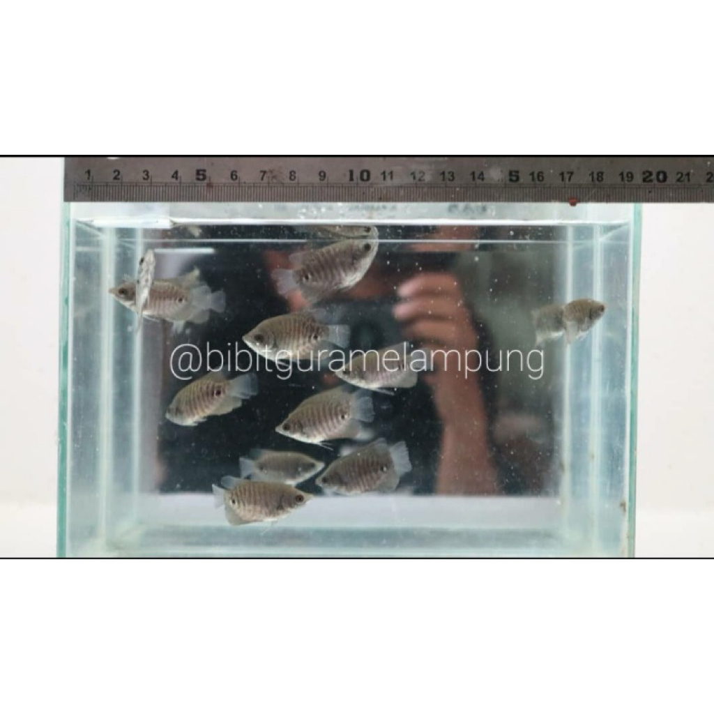 Bibit Ikan Gurame Ukuran 2-3cm 50 ekor