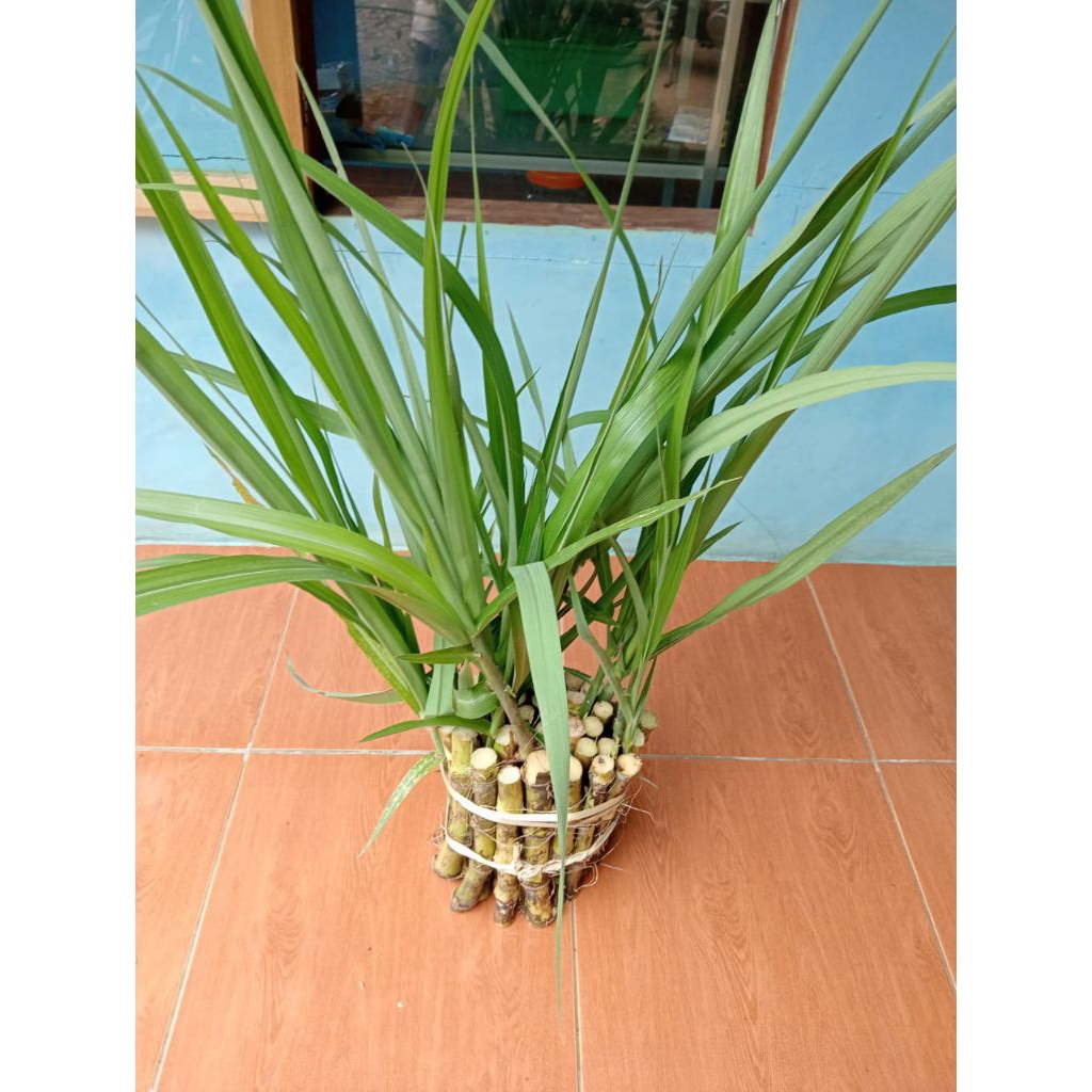 Benih pohon tebu telor siap tanam paket 5pohon