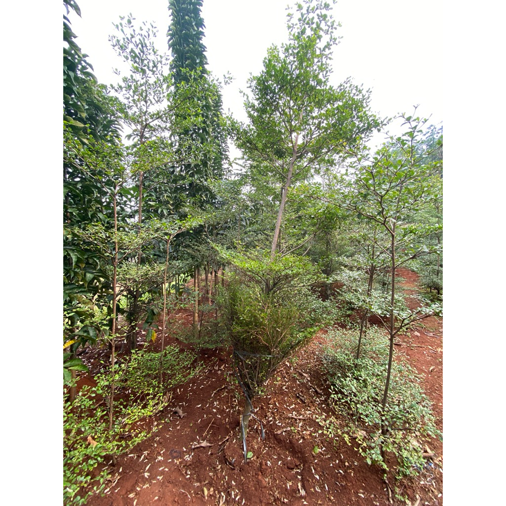 Tanama hias Ketapang kencana 3 meter/ pohon Ketapang kencana 3 meter/ Ketapang kencana 3meter