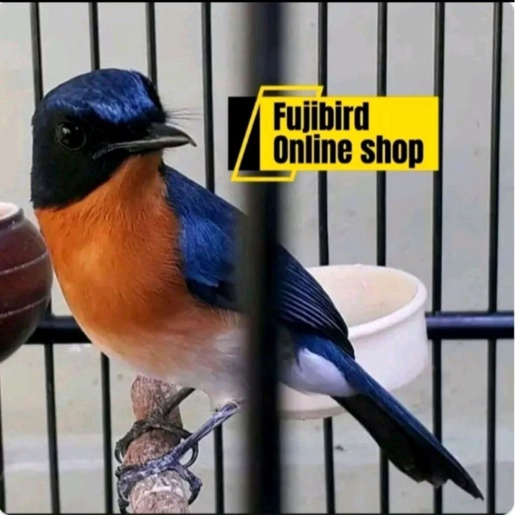 TLEDEKAN GUNUNG JAWA ORIGINAL (BWI)