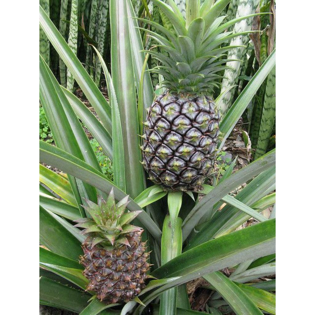 

buah nanas muda /buah segar