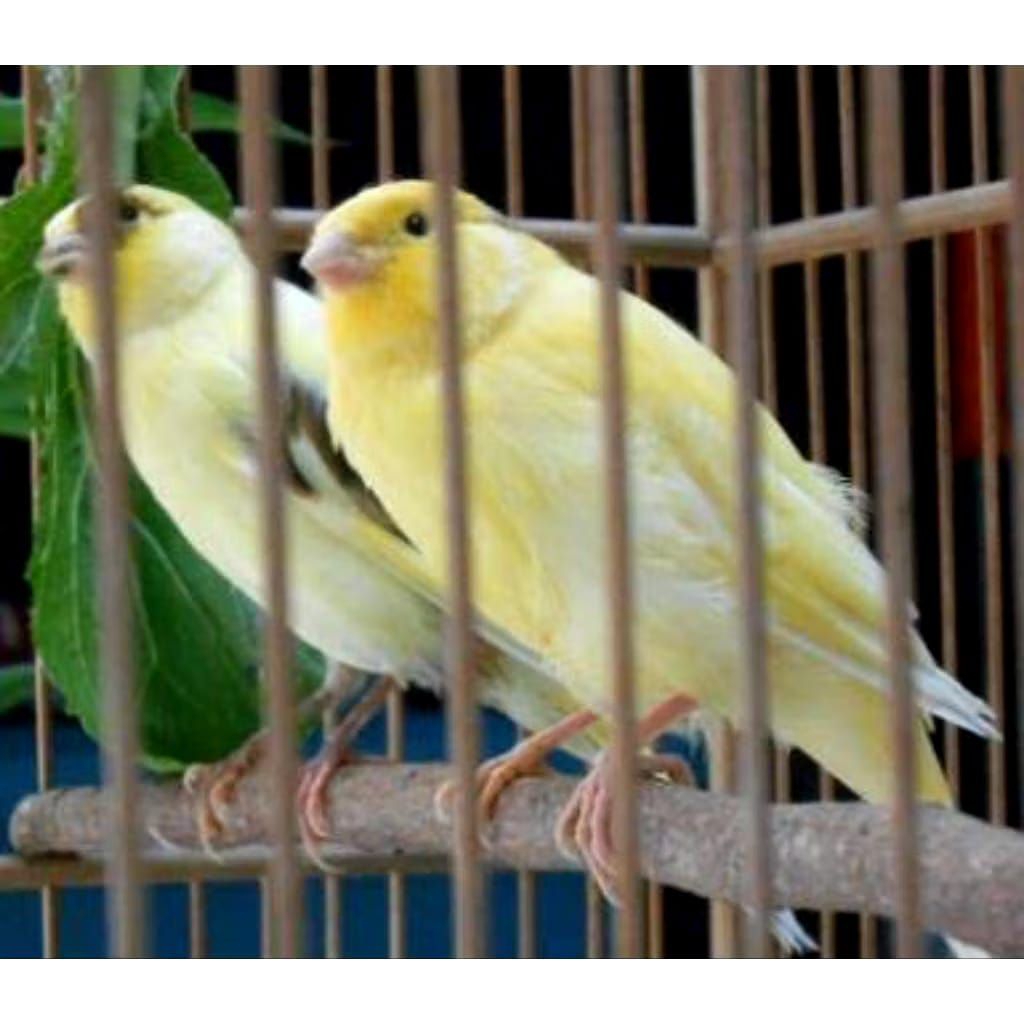 Burung Kenari seri Af Warna Cerah Pasangan jantan betina