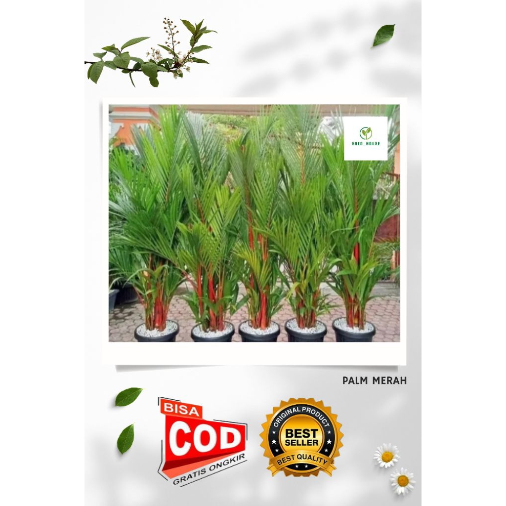TANAMAN HIAS PALEM MERAH ASLI PALM MERAH