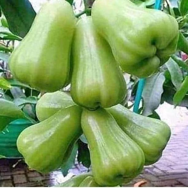 bibit jambu taiwan super green