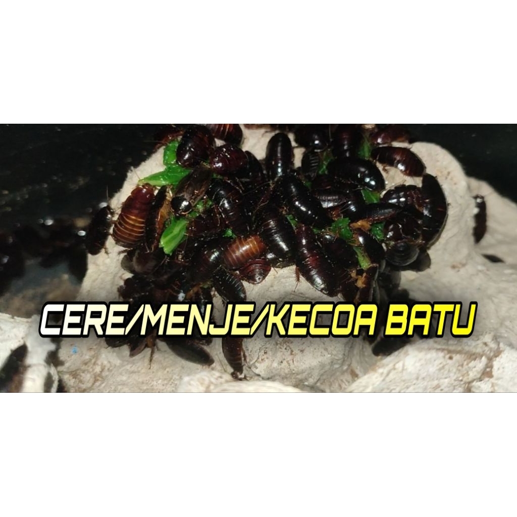 CERE/KECOA BATU/MENJE UMPAN MANCING (bawal,lele,gurame,sengkareng)