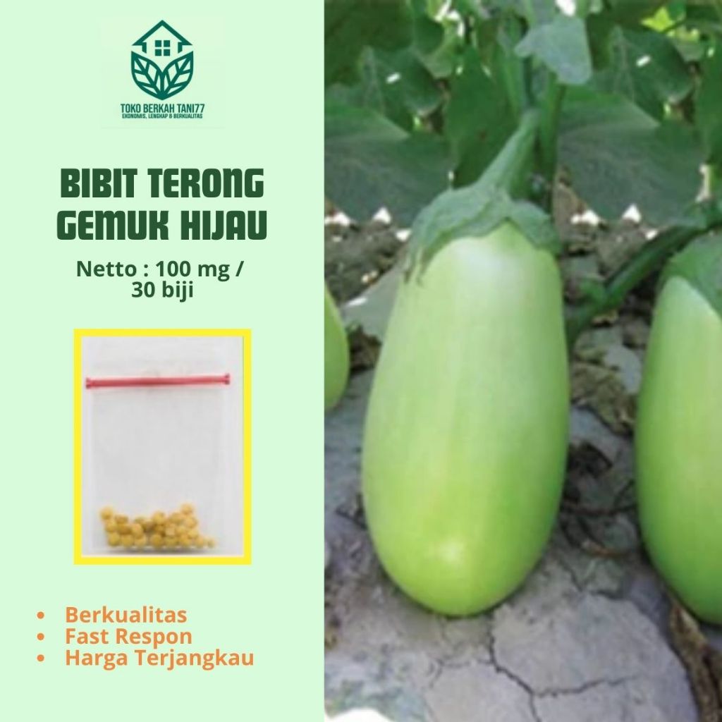 Benih Terong Gemuk Hijau Terong Pondoh Hijau Sayuran Unggul Berkualitas