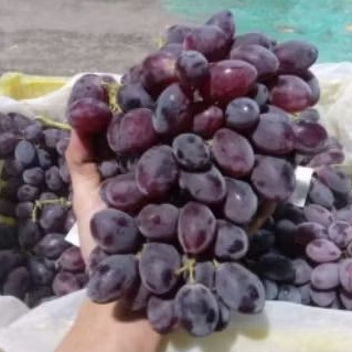 Buah Anggur Autumn RRC Per 1 Bok krat