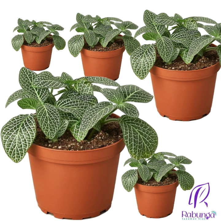 TANAMAN HIAS FITTONIA>FITTONIA TANAMAN HIAS>TANAMAN HIAS HIDUP