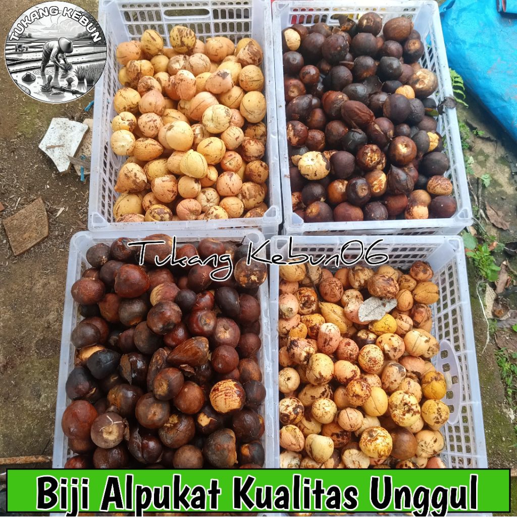 Biji Alpukat Bibit Alpukat Per 100 Biji Siap Semai Ukuran kecil Siap tanam