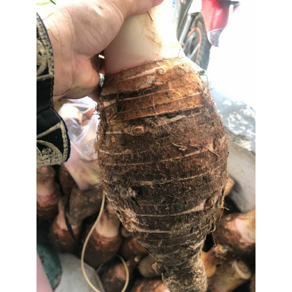 

Bentol/umbi bogor Pratama, SUPER JUMBO/pulen/1pcs ukuran JUMBO